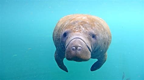 Underwater Manatee